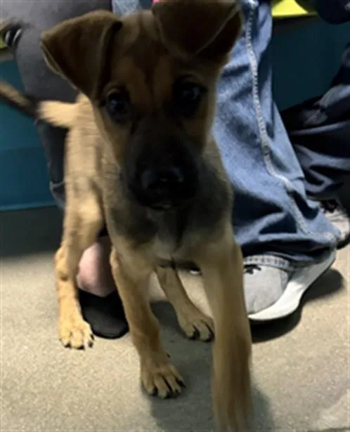 A baby medium-sized male German Shepherd Dog dog named A for adoption in Houston, TX