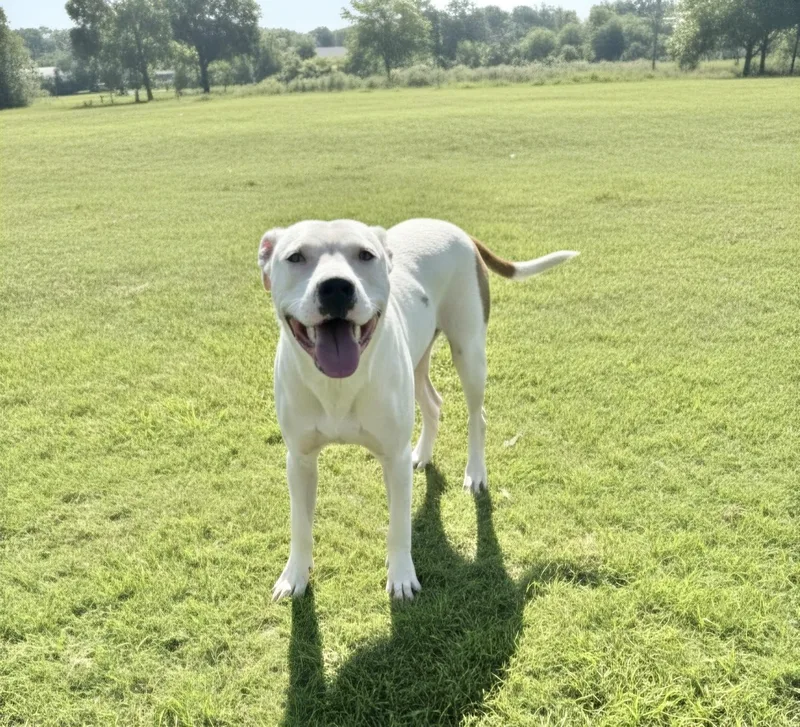 A young medium-sized male American Staffordshire Terrier dog named Clyde for adoption in Manchester, CT