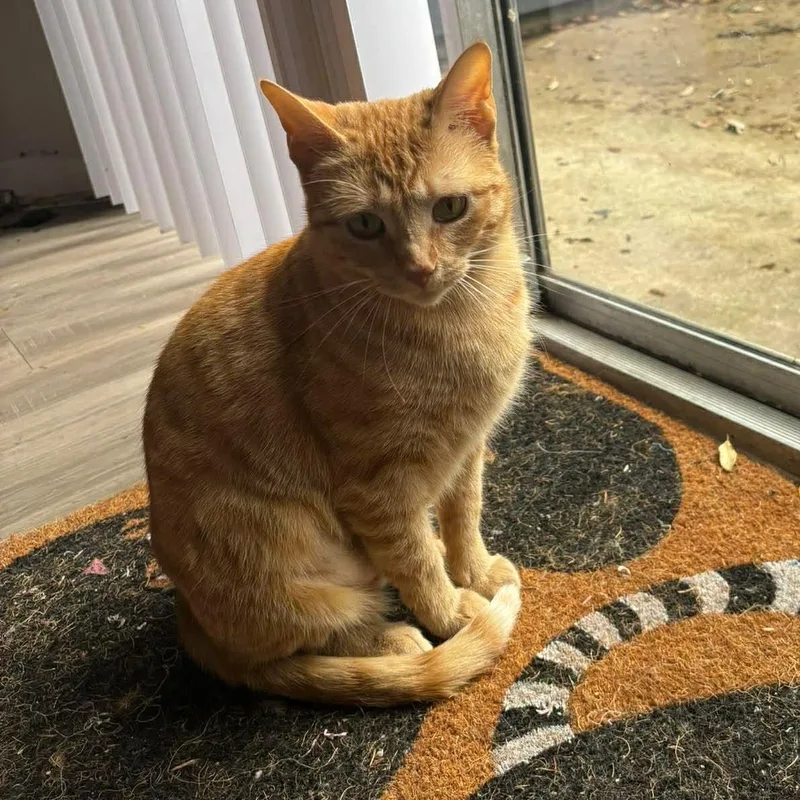 A young large-sized female Orange / Red Domestic Short Hair cat named Mango for adoption in Austin, TX