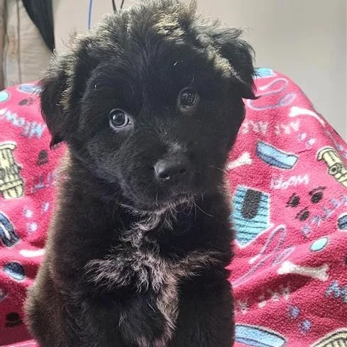 Wonderful Wyatt thumbnail 3