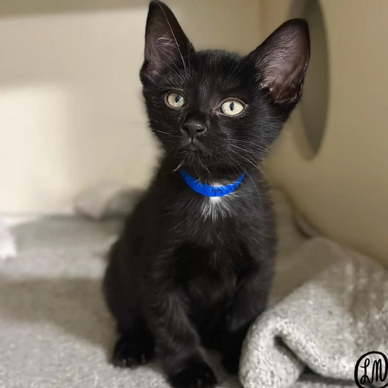 A baby medium-sized male Black Domestic Short Hair cat named Tiny for adoption in Victor, NY