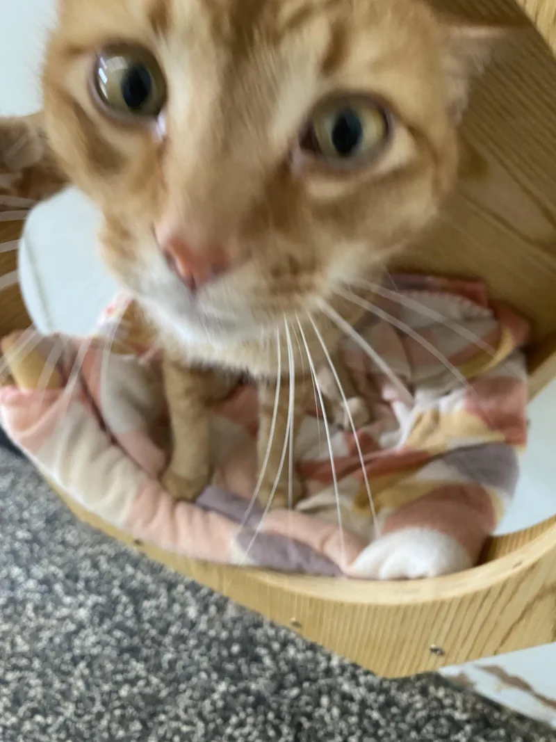 An adult large-sized male Orange / Red American Shorthair cat named Big Cheese for adoption in McKenzie, TN