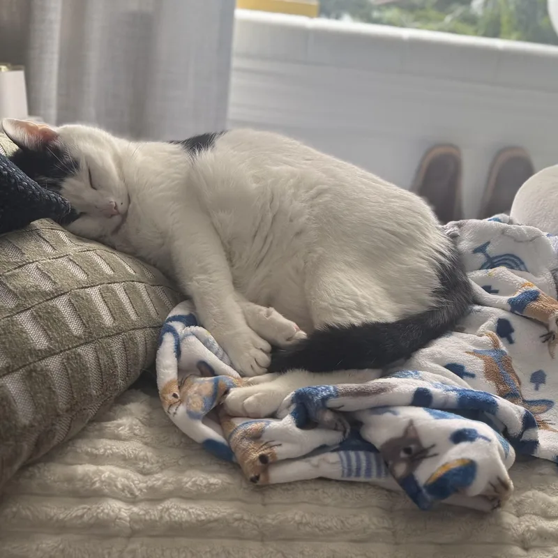 Big Louie thumbnail 3