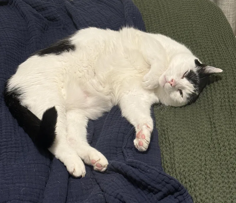 Big Louie thumbnail 5