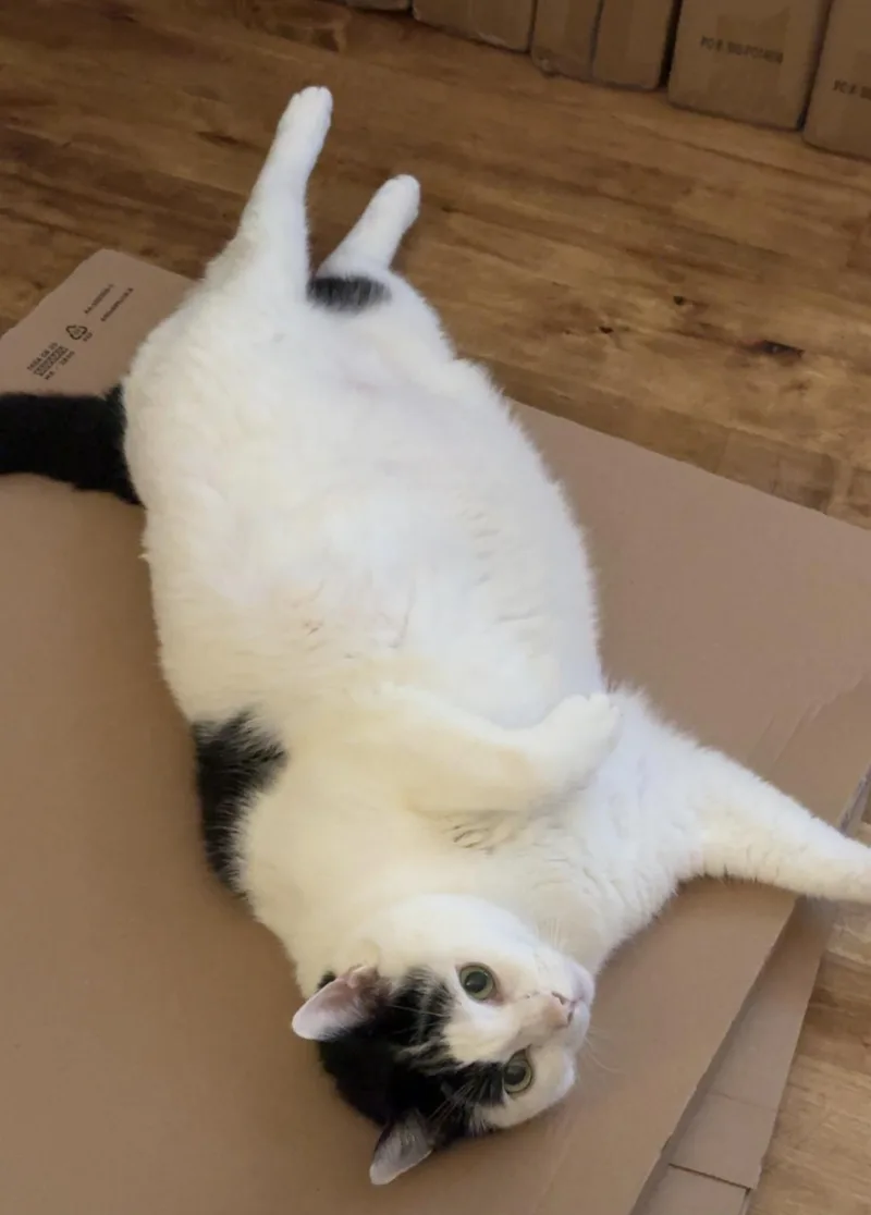 Big Louie thumbnail 6