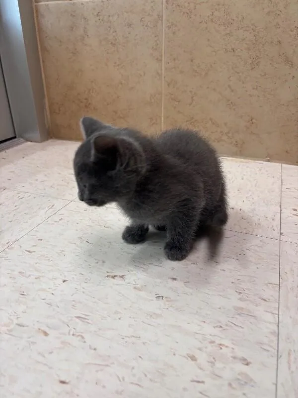 A young medium-sized male Gray / Blue / Silver Domestic Short Hair cat named Lambert for adoption in Hobbs, NM