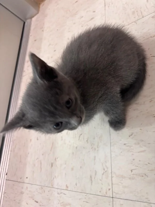 Lambert thumbnail 3