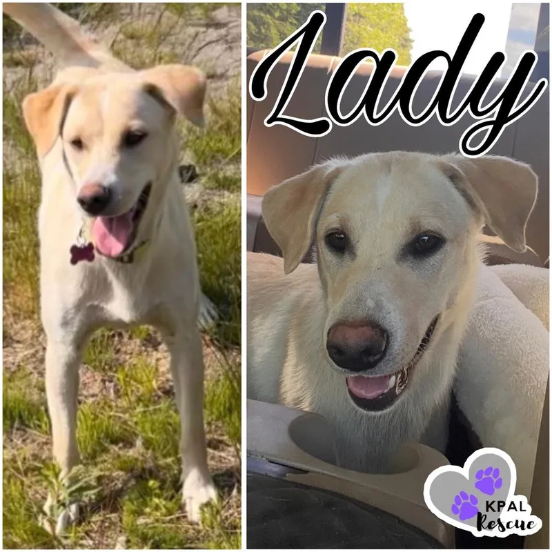 An adult medium-sized female White / Cream Mixed Breed dog named Lady for adoption in Kenai, AK