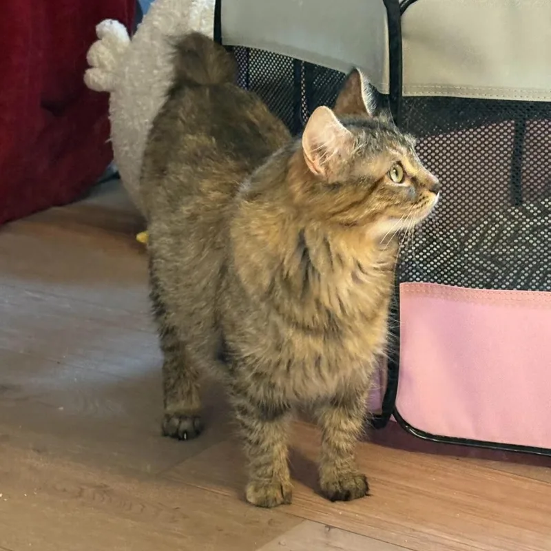 An adult medium-sized female Brown / Chocolate Domestic Medium Hair cat named RiverTC for adoption in Burlington, WA