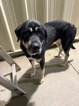 An adult large-sized female Black Siberian Husky dog named Ella for adoption in Moline, IL
