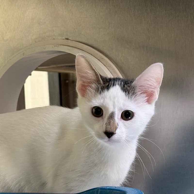 A baby small-sized male White Domestic Short Hair cat named Picasso for adoption in York, PA