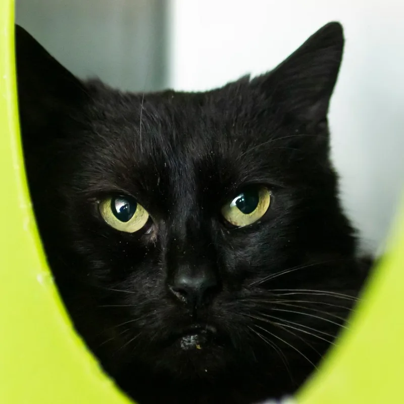 A senior medium-sized female Black Domestic Short Hair cat named Topaz for adoption in Middletown, RI