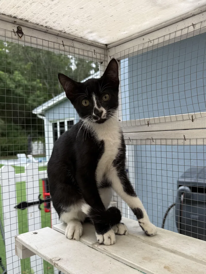A baby medium-sized male Gray / Blue / Silver Domestic Short Hair cat named Knox Beau & Dandy for adoption in Homestead, FL