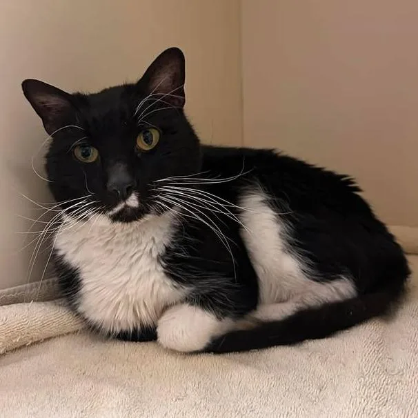 An adult medium-sized male Black Domestic Short Hair cat named Honey for adoption in Waynesboro, PA