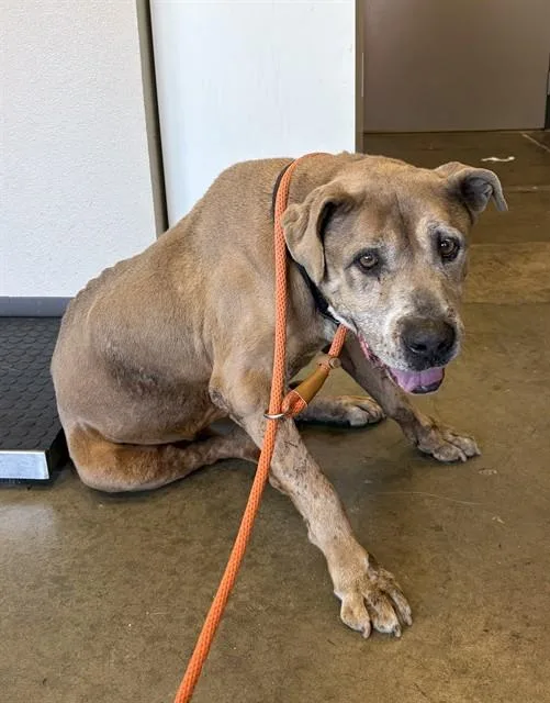 A senior extra large-sized male Pit Bull Terrier dog named Barrett for adoption in Ontario, CA
