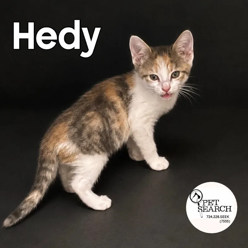 Hedy