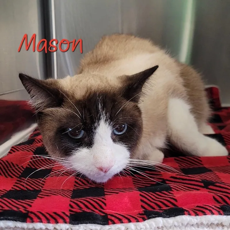 An adult medium-sized male Cream / Ivory Snowshoe cat named Mason for adoption in Parkersburg, WV