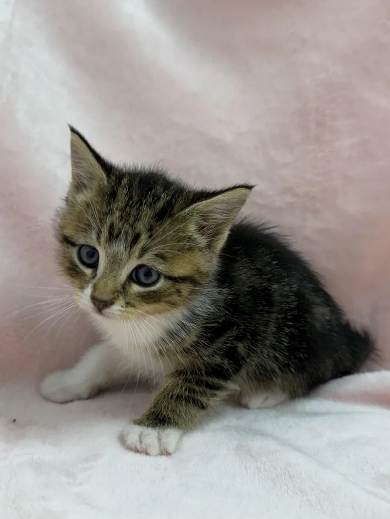 A baby medium-sized male Tabby (Brown / Chocolate) Domestic Short Hair cat named Hare for adoption in Greensboro, NC