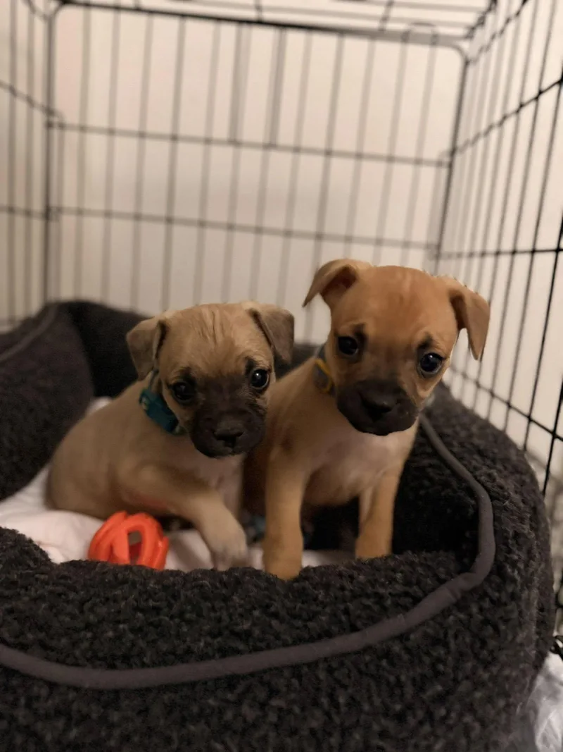 A baby small-sized male Pug dog named Clover for adoption in West Richland, WA