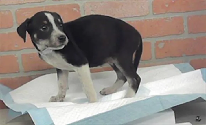 A baby small-sized female American Staffordshire Terrier dog named Rene'E for adoption in Houston, TX