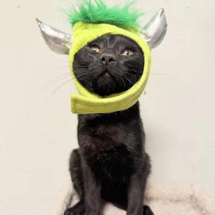 A baby medium-sized male Black Bombay cat named Draco for adoption in Miami, FL
