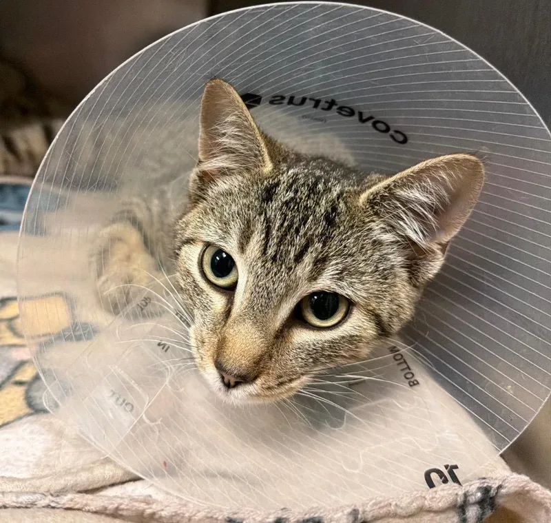 A baby small-sized female Domestic Short Hair cat named Dragonfly for adoption in Ocala, FL