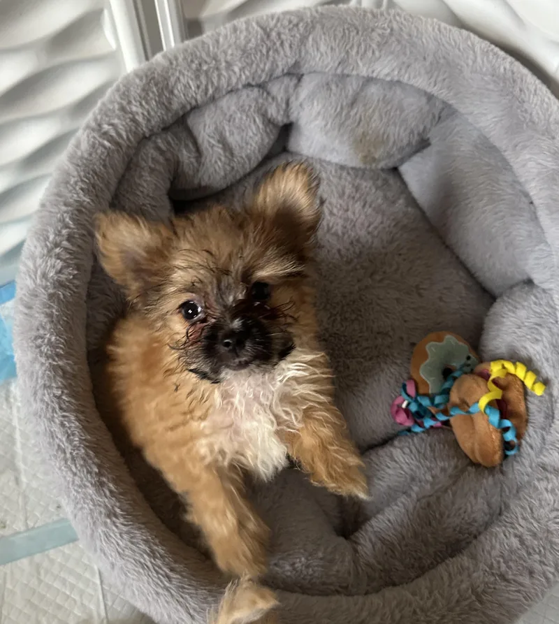 Biscuit