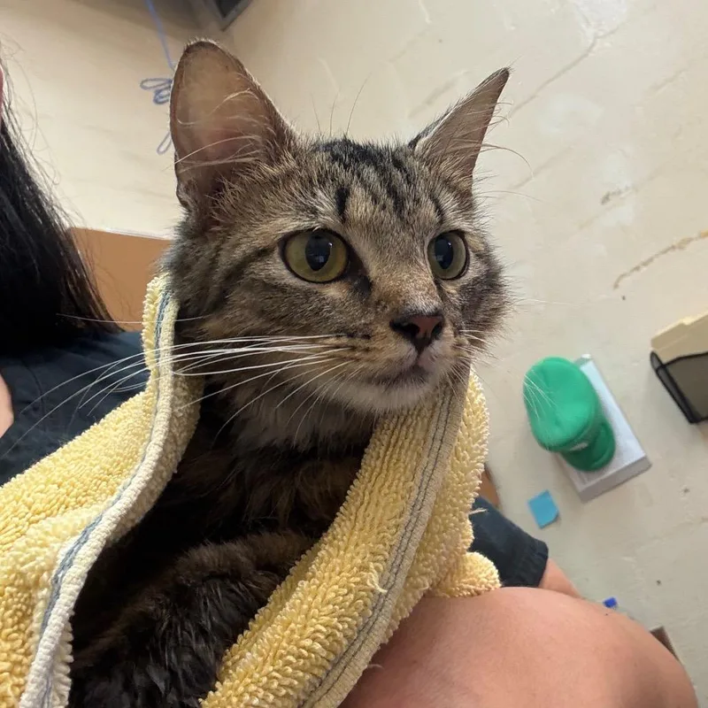 A baby small-sized female Brown / Chocolate Domestic Short Hair cat named Teo for adoption in Birmingham, AL