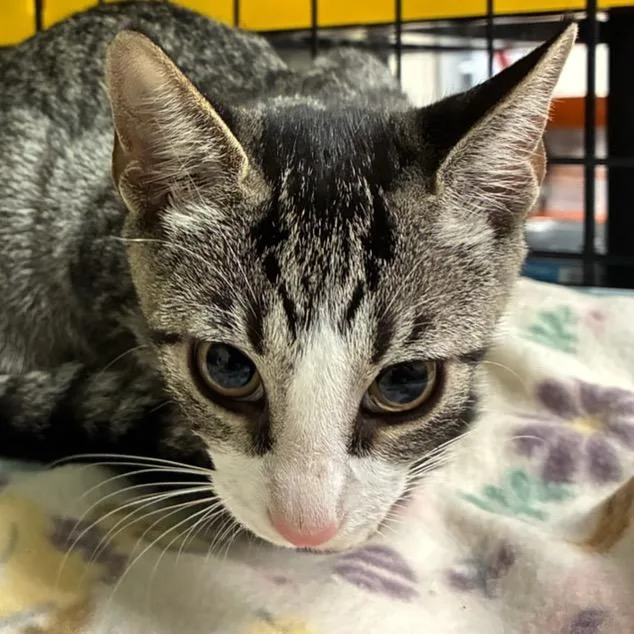 A baby small-sized female Brown / Chocolate Domestic Short Hair cat named Lainey for adoption in Williston, FL