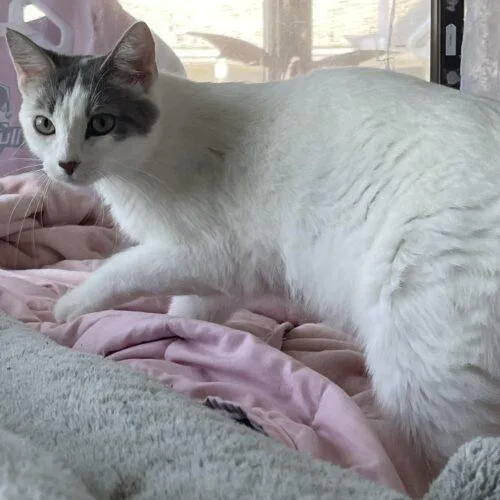 A young medium-sized female Domestic Short Hair cat named Wishmemell for adoption in Tipp City, OH