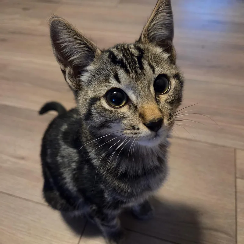 Freddie