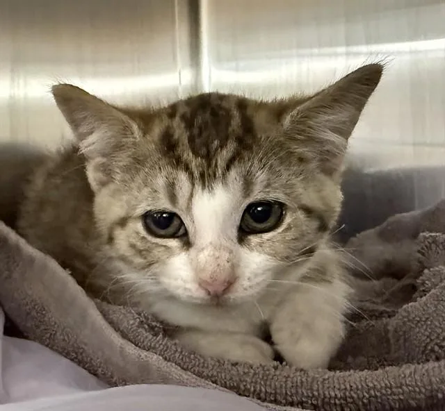 A baby small-sized female Domestic Short Hair cat named Olive for adoption in Aliquippa, PA