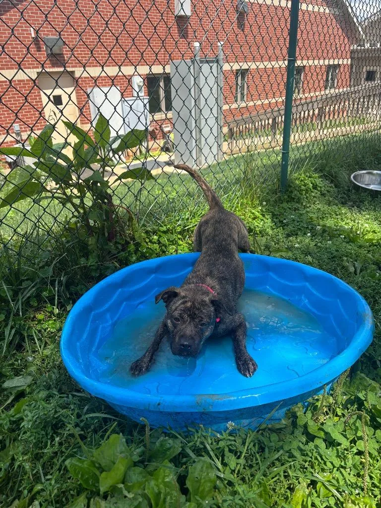 A young medium-sized female Pit Bull Terrier dog named Missy for adoption in Bloomington, IN