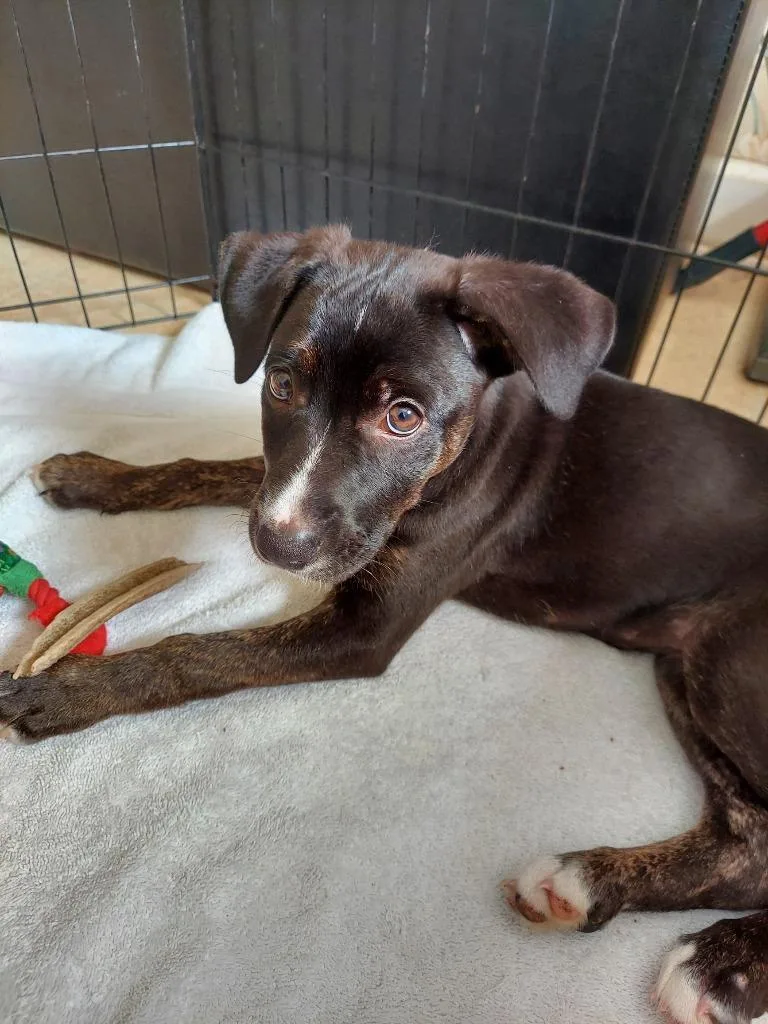 A baby medium-sized female Mixed Breed dog named Strawberry for adoption in New Bern, NC