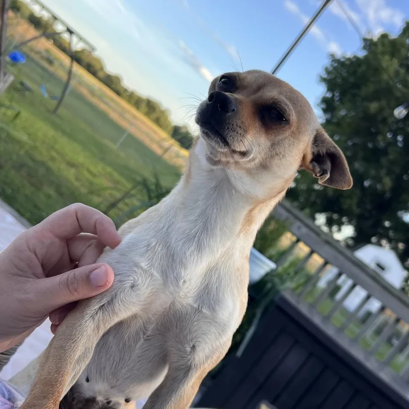 Canela