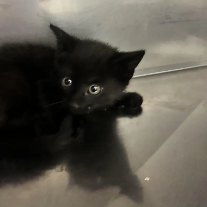 A baby small-sized male Black Domestic Short Hair cat named Augustus Gloop for adoption in Durango, CO