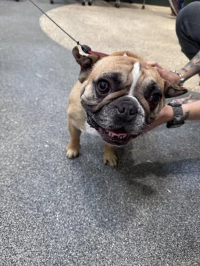 An adult medium-sized male French Bulldog dog named Phil for adoption in Los Angeles, CA