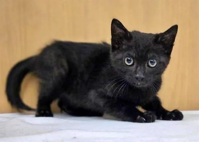 A baby small-sized male Domestic Short Hair cat named Toothless for adoption in Saint Louis, MO