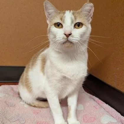 An adult medium-sized female White Domestic Short Hair cat named Ruby Sue for adoption in Rochester, MN