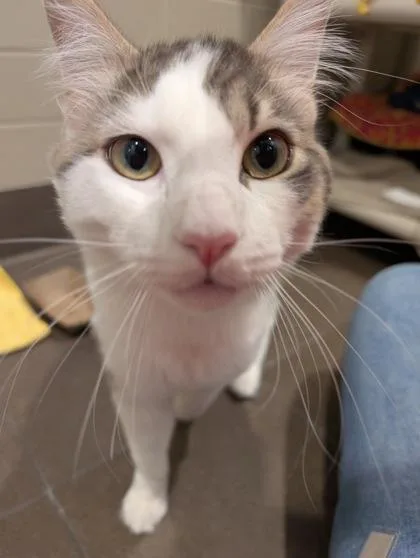 Finn