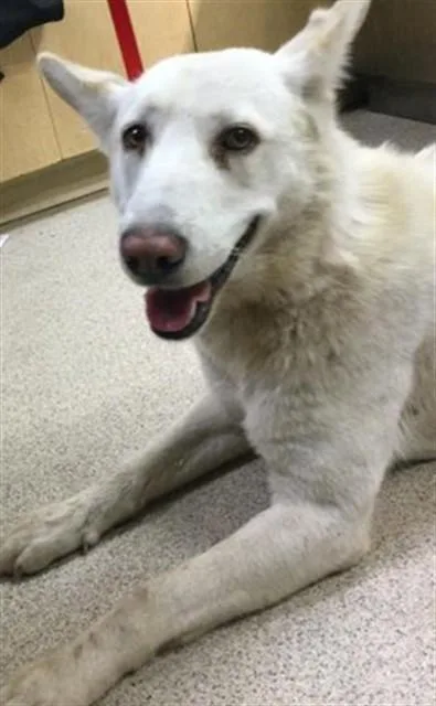 A young medium-sized female Siberian Husky dog named Senai for adoption in Riverside, CA