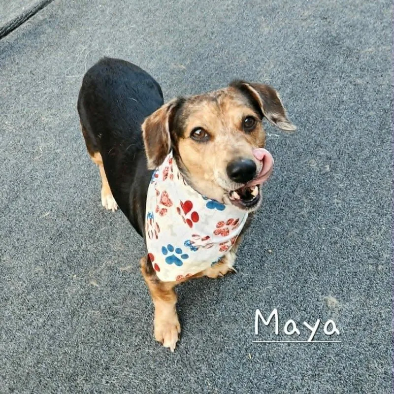 A senior small-sized female Black Dachshund dog named Maya for adoption in Cleveland, TN