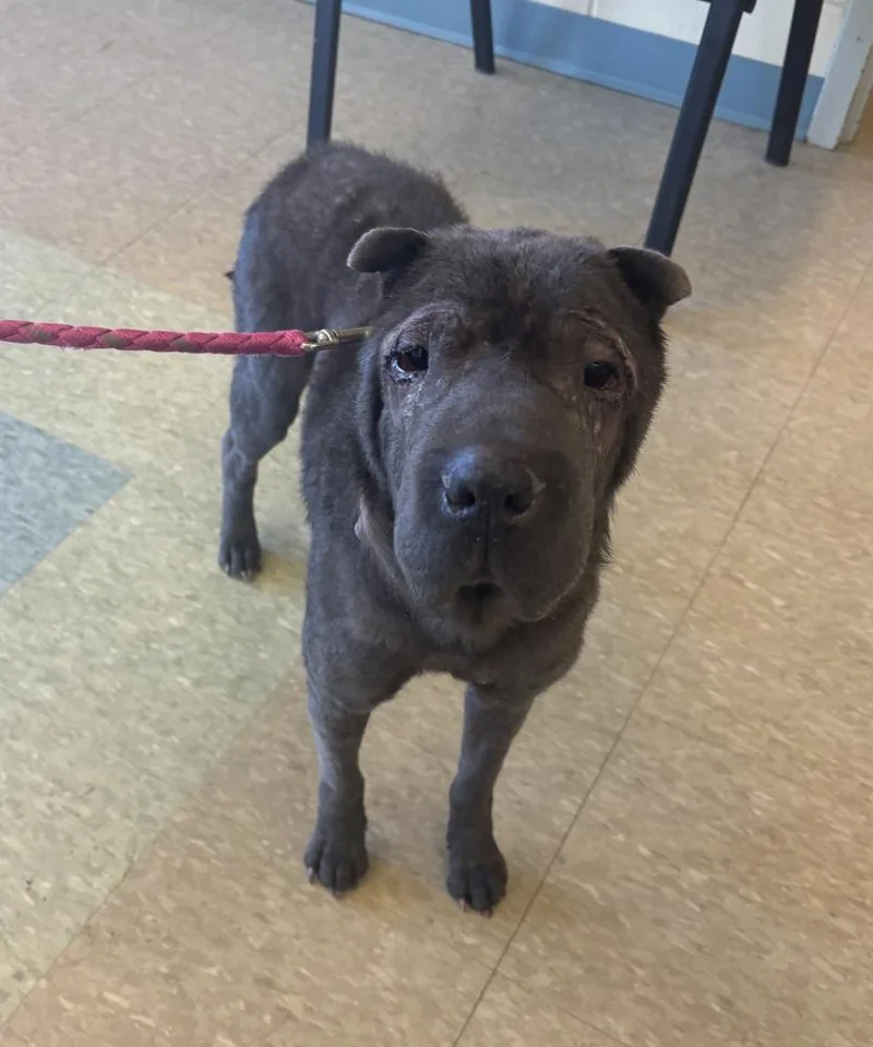 An adult medium-sized female Gray / Blue / Silver Shar-Pei dog named Belle for adoption in Kalamazoo, MI