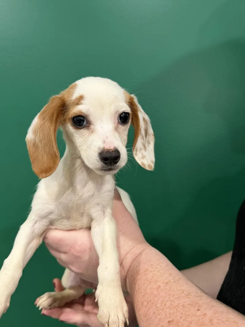 A baby small-sized female Beagle dog named Robin Wright for adoption in Blue Springs, MO
