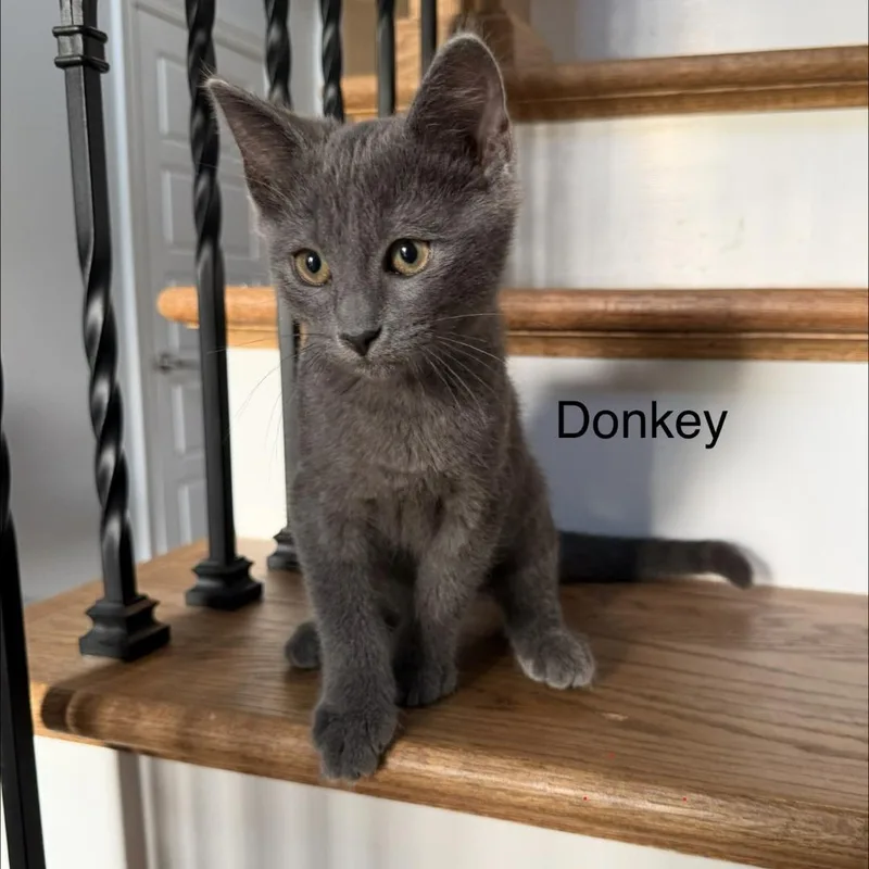 A baby medium-sized male Gray / Blue / Silver Domestic Short Hair cat named Donkey for adoption in Murfreesboro, TN