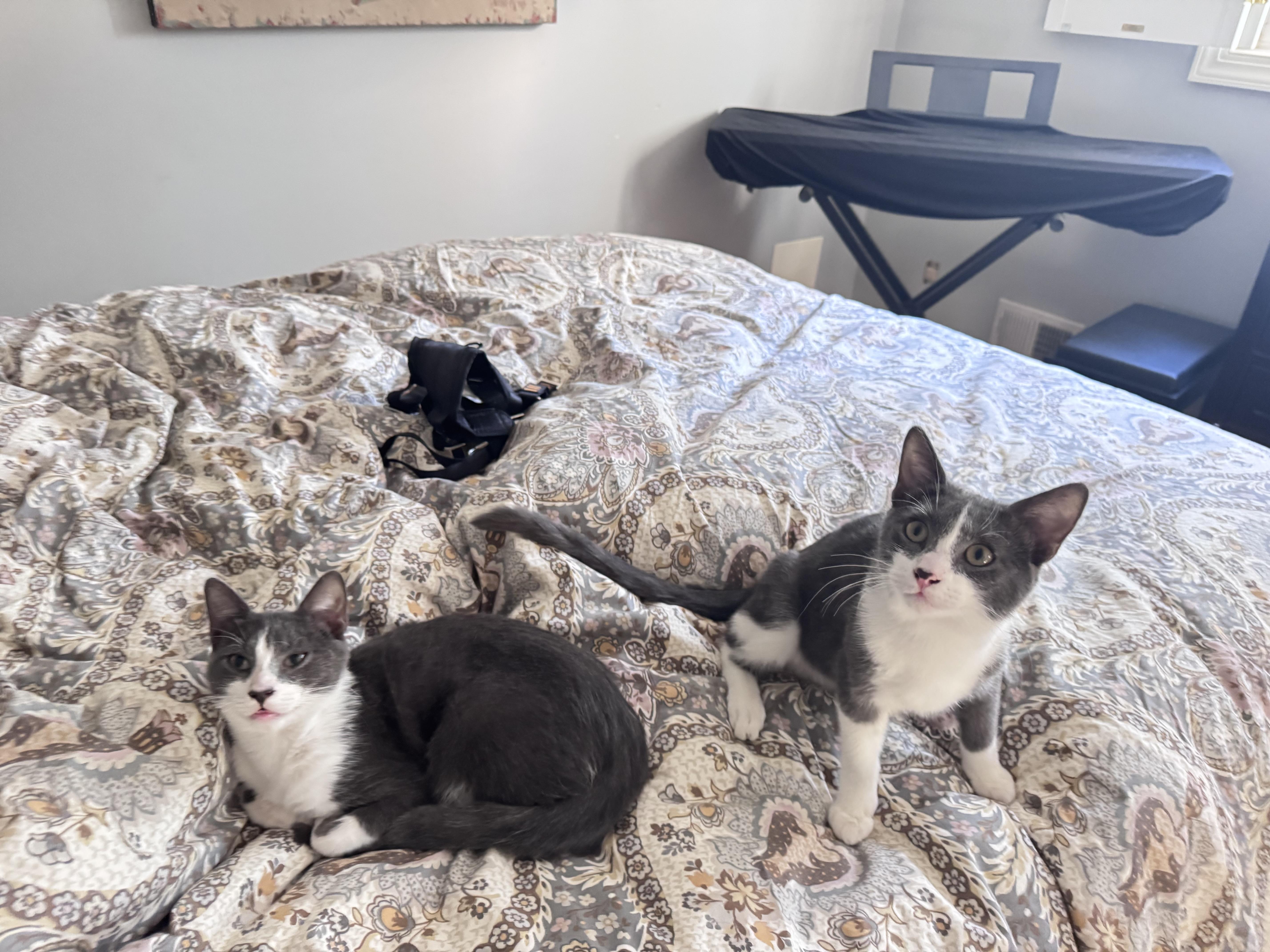 Leo & Spencer thumbnail 2