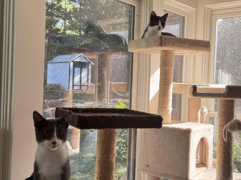 Leo & Spencer thumbnail 5