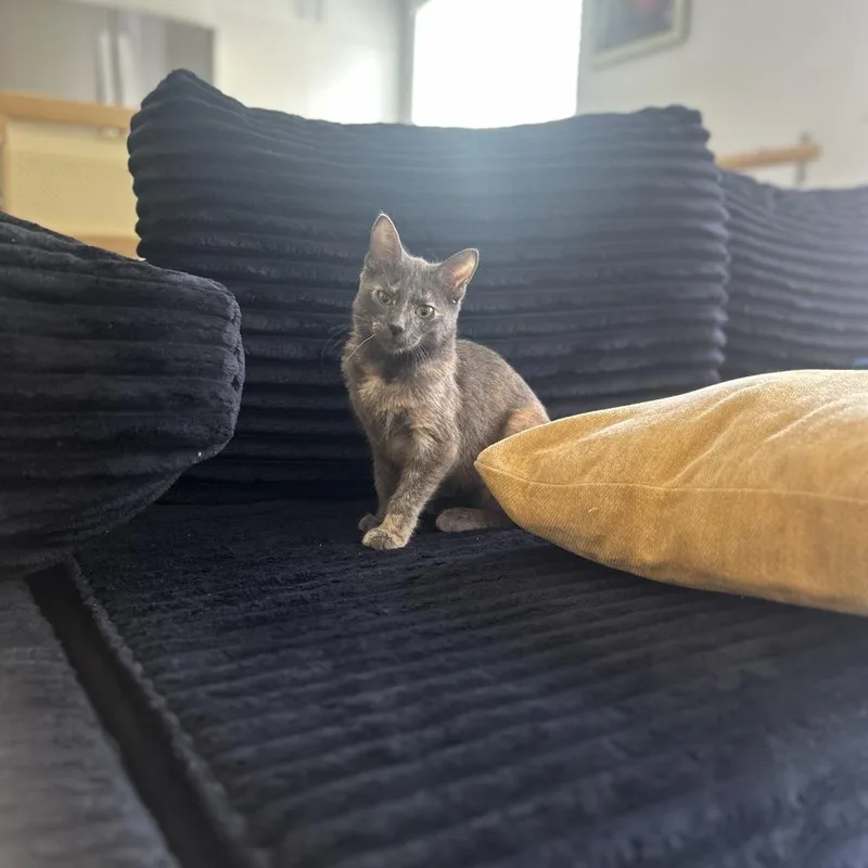 A baby small-sized female Tortoiseshell Domestic Short Hair cat named Sara Crewe for adoption in Los Angeles, CA