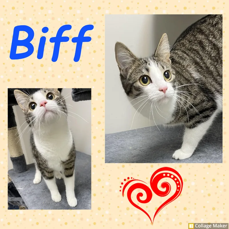 An adult medium-sized male Domestic Short Hair cat named Biff for adoption in Clearfield, PA