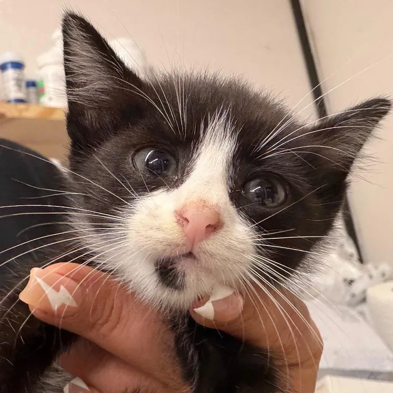 A baby small-sized male Black Domestic Short Hair cat named Tux for adoption in Lake Jackson, TX